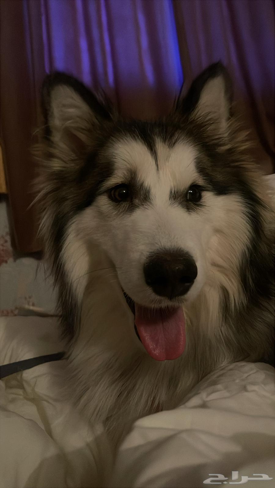 كلب هاسكي للبيع64580894545794112