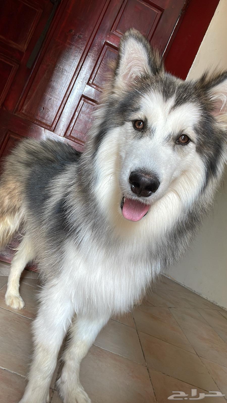 كلب هاسكي للبيع64580894545794114