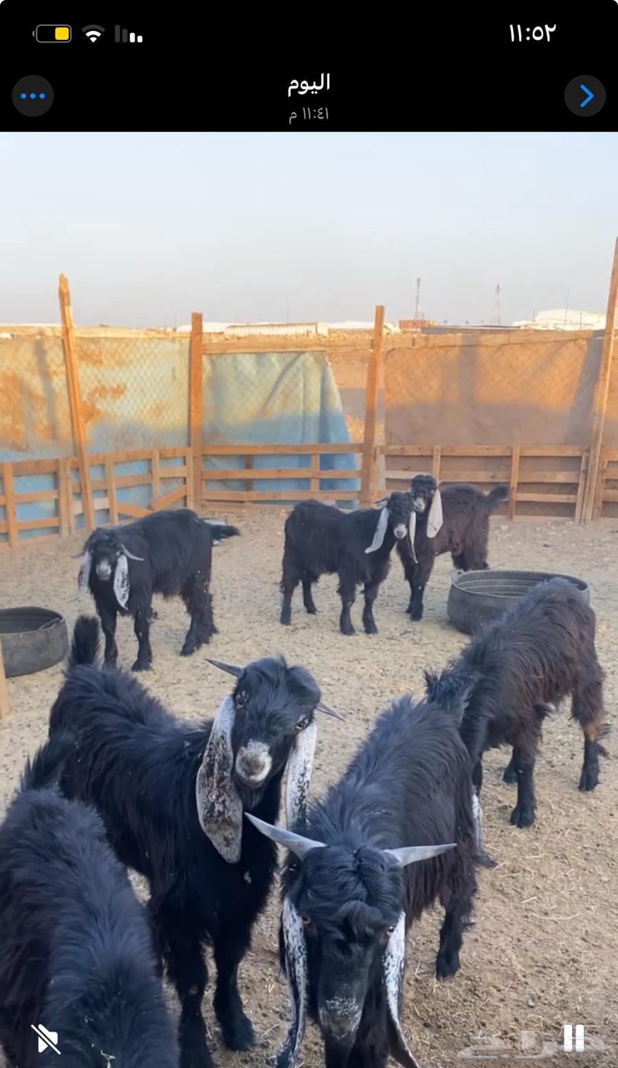 تيوس جذعان عدد 13 موقع صناعيه64626396182275110