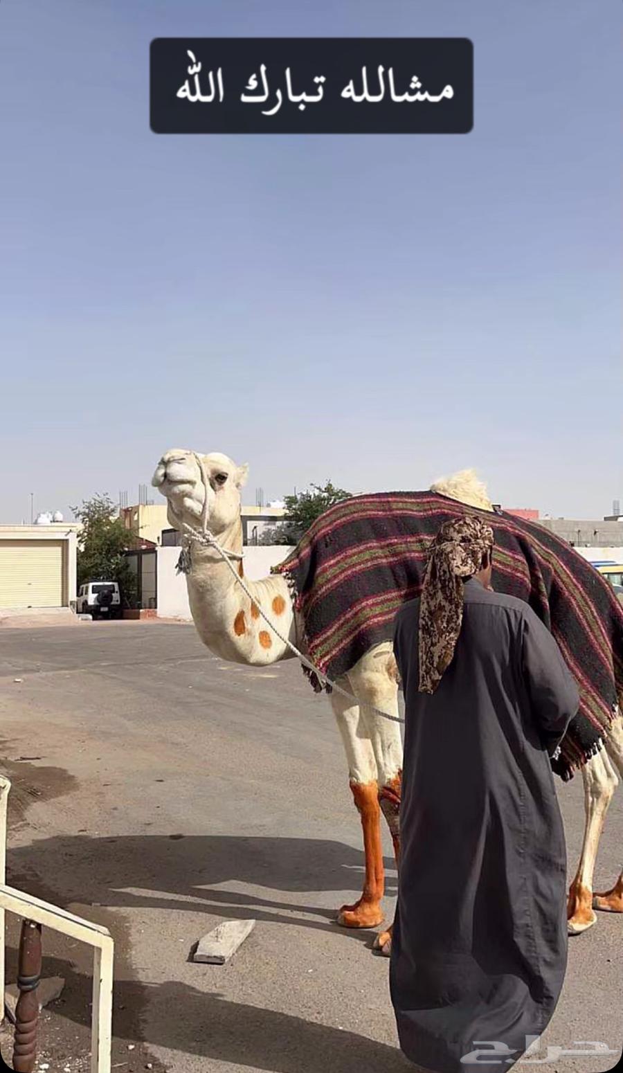 للبيع جمل ركبي حر صافي64627521754497111