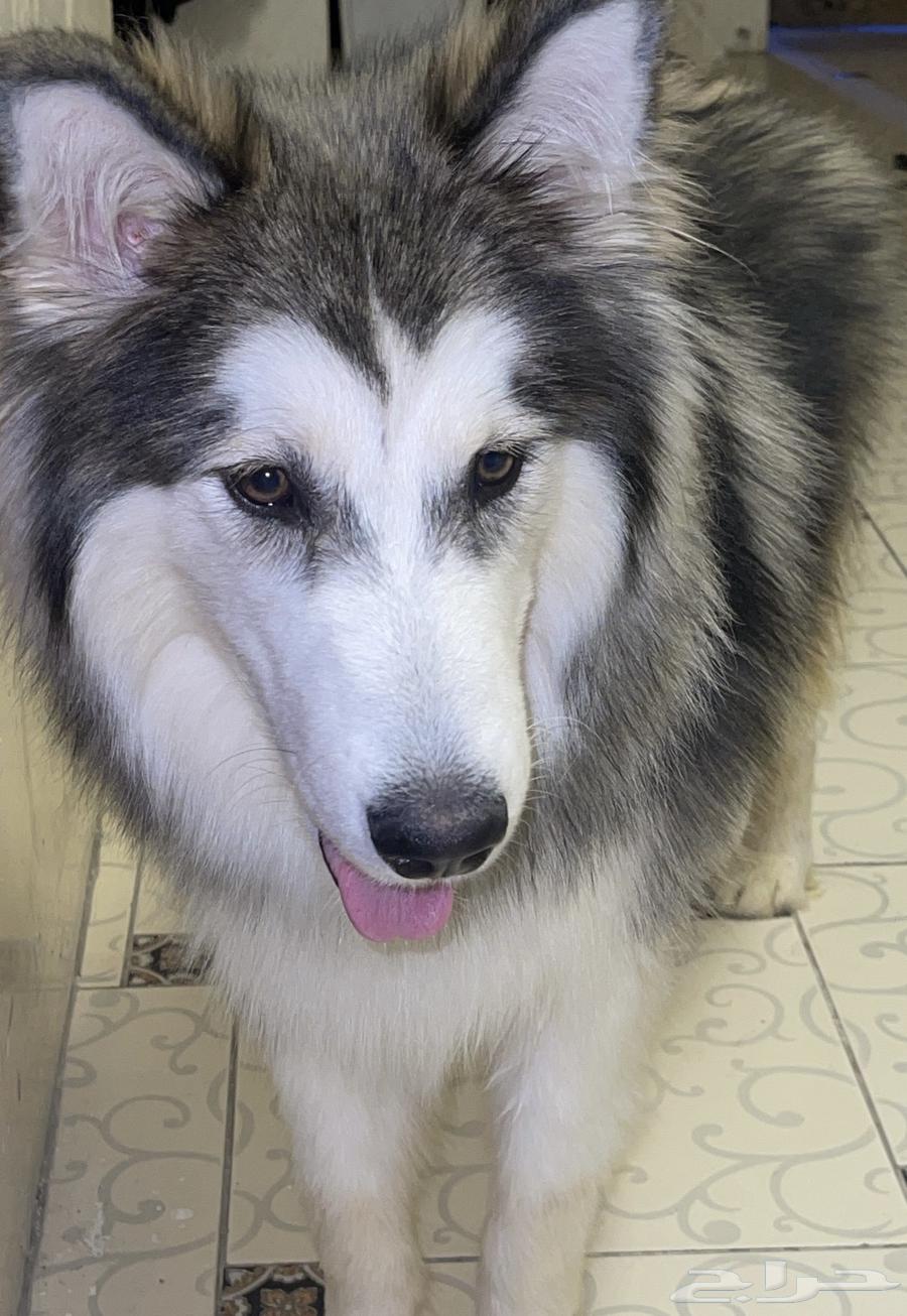 كلب هاسكي للبيع64580894545794113