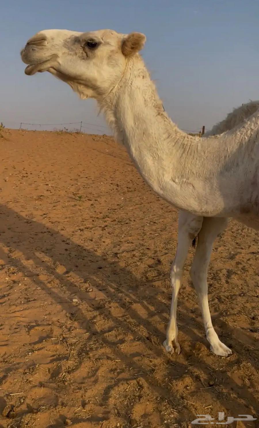 ناقتين للبيع مع القعدان64634749054337110