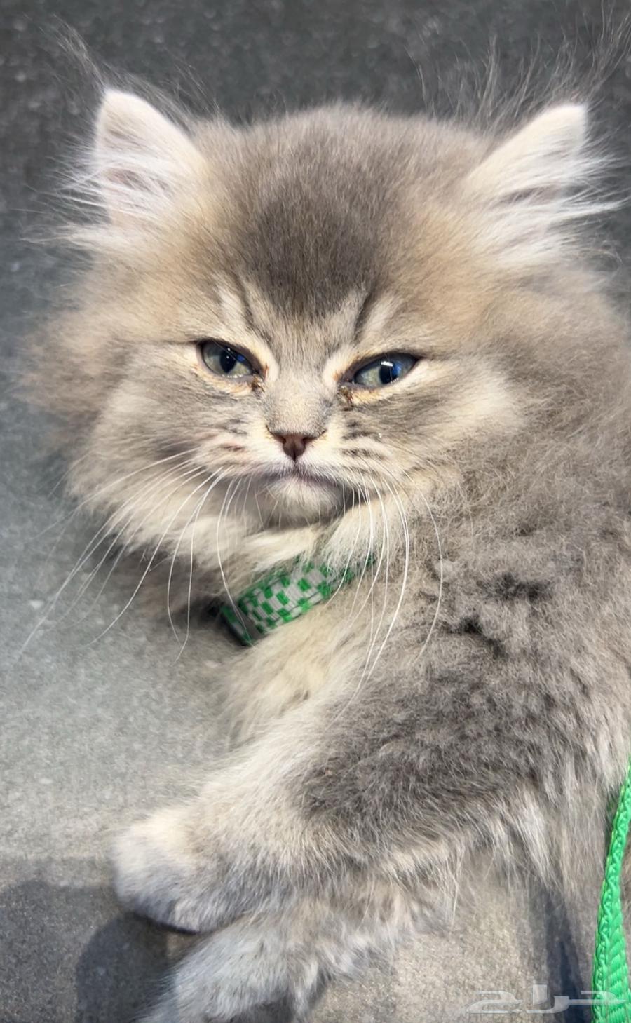 قطه للبيع64636023154307111