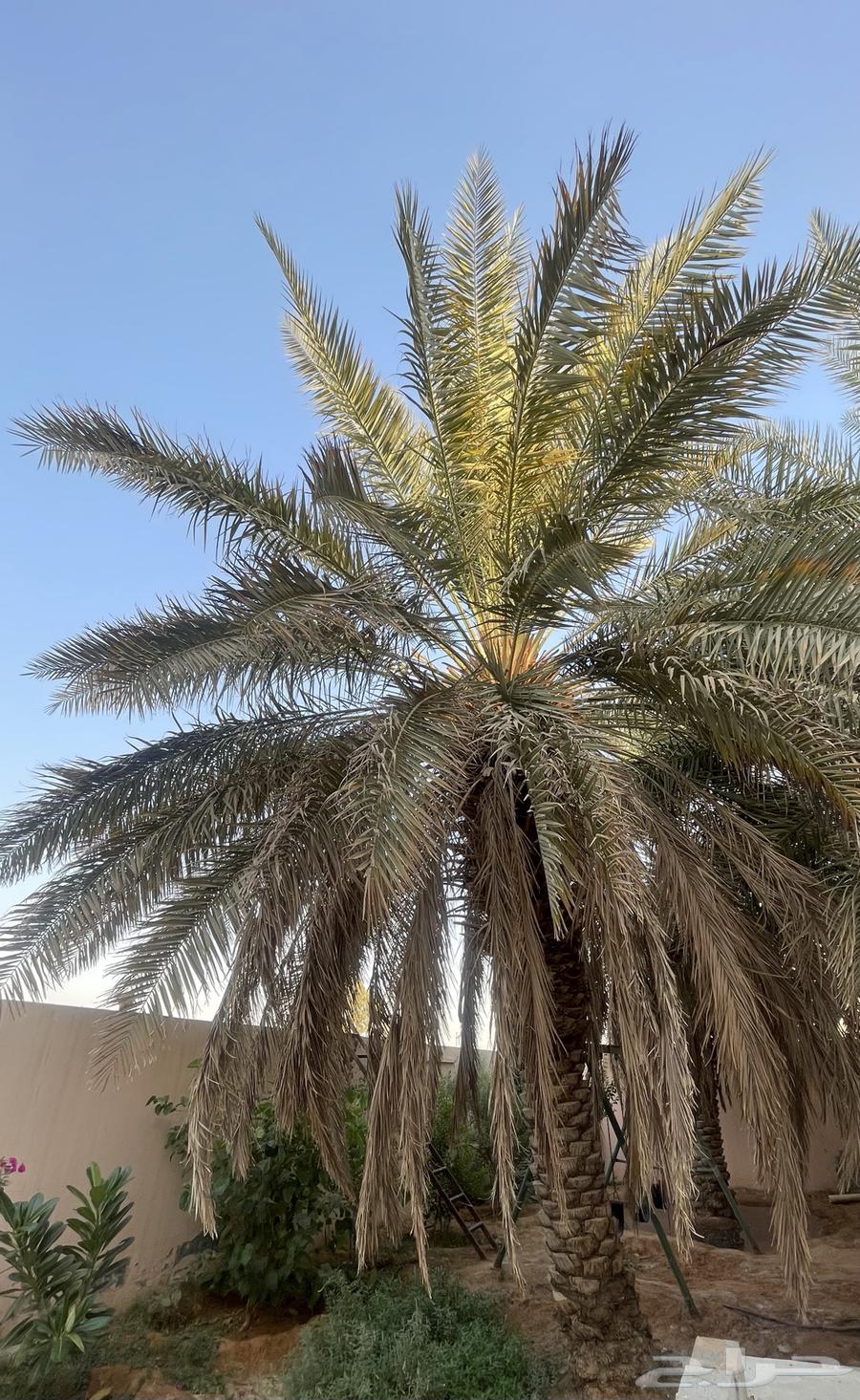 نخلتين خلاص للبيع64632151690370110