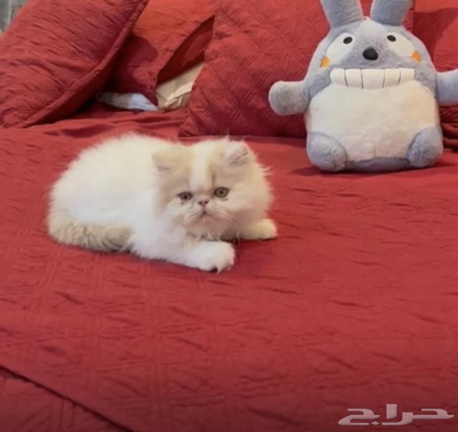 قطط بيرشن بيور64629730507523112