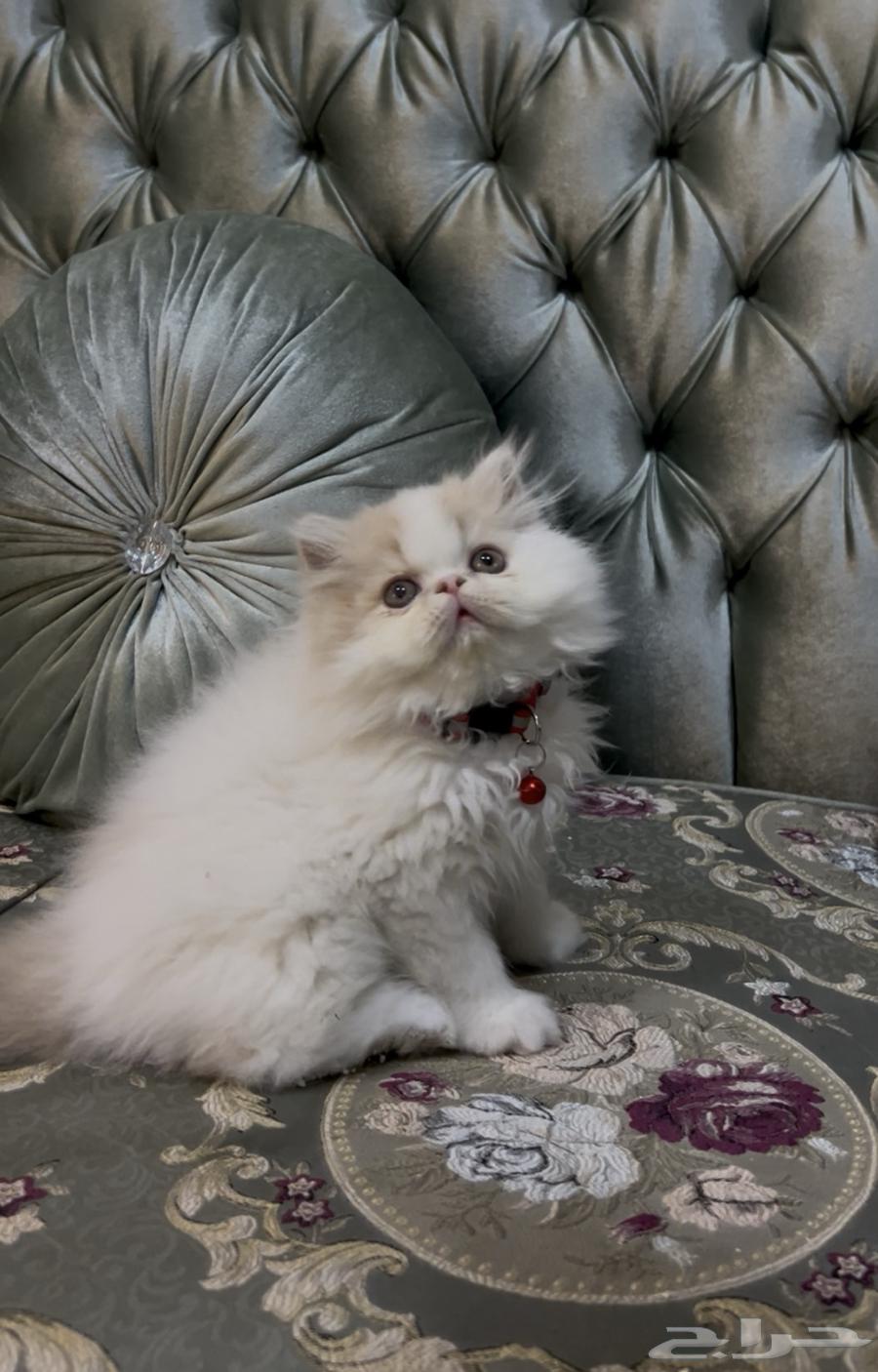 قطه بيرشن بيور64613068181122112