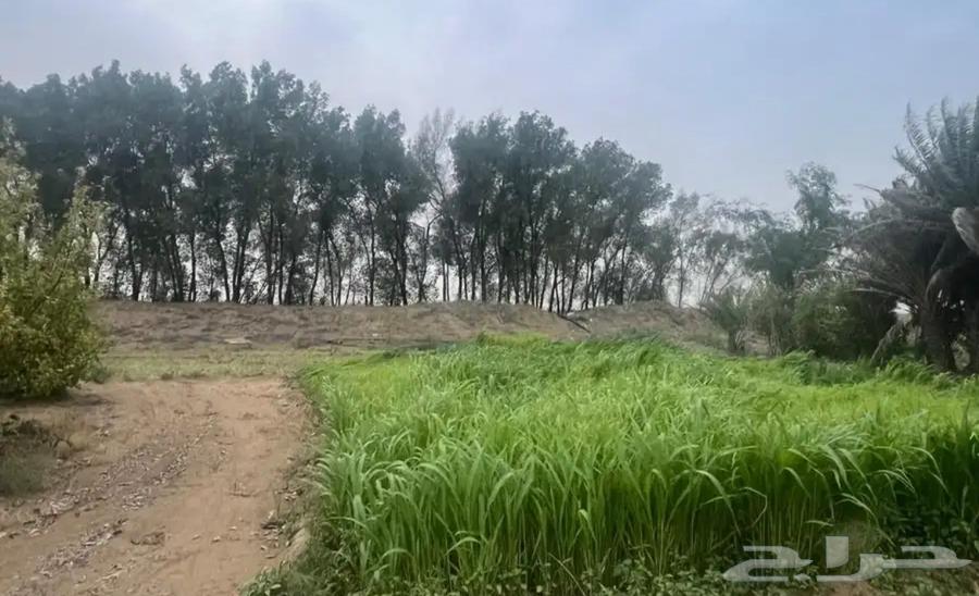 مطلوب غرفة استنبات أ لا ي ج ا ر64470924756226110