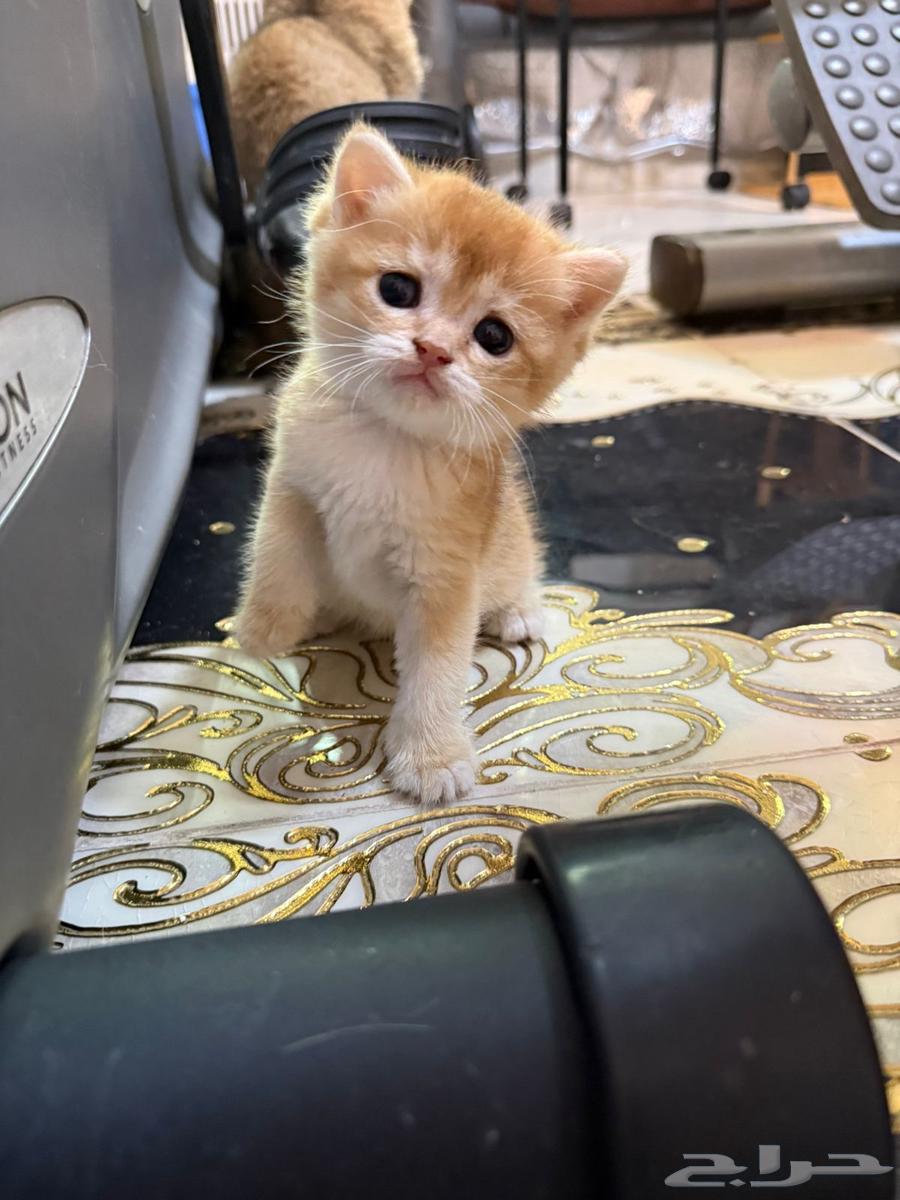 سكوتش قولد للبيع64510027161986110