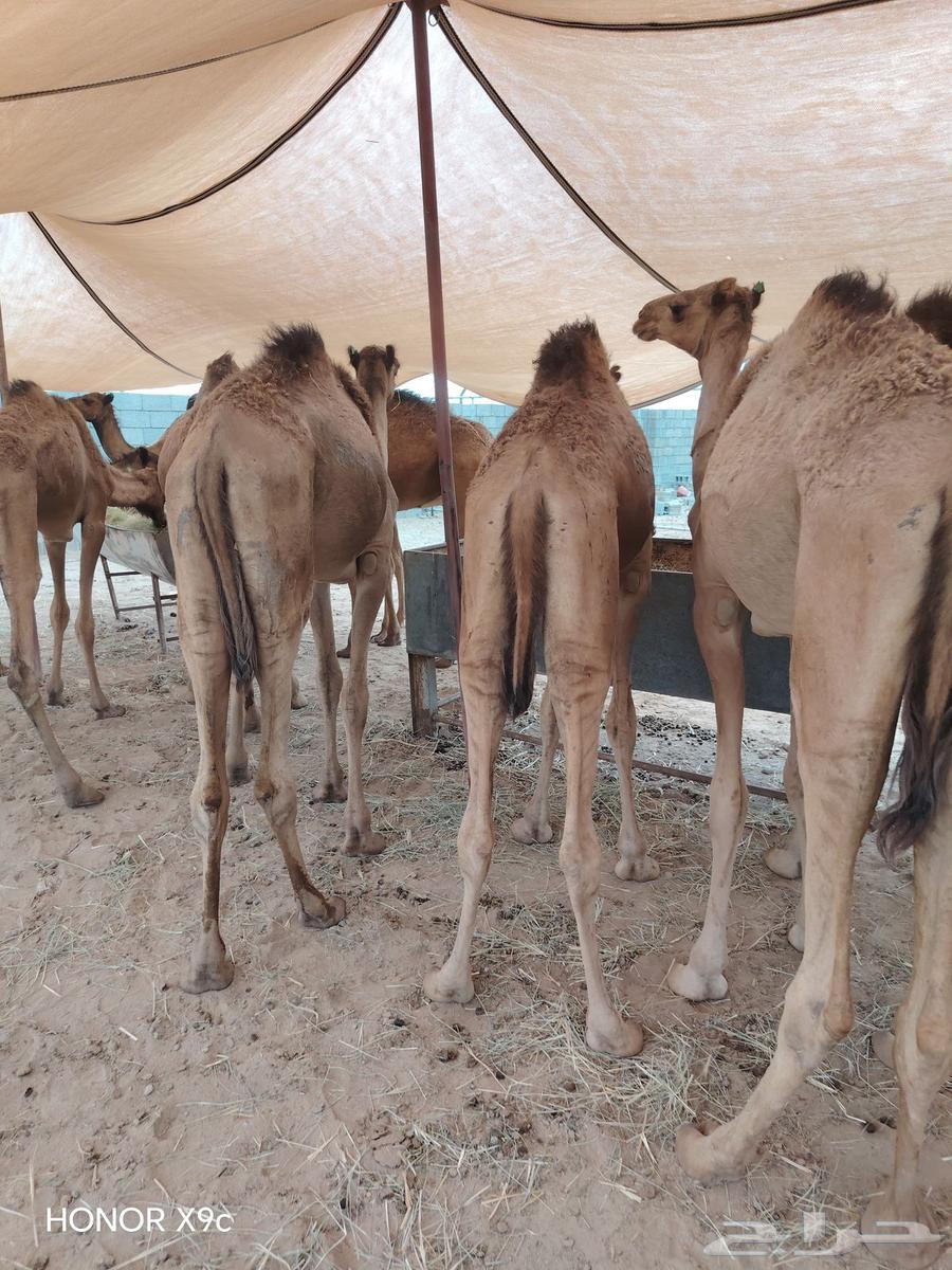 قعدان صوماليه ممتازه للجمله64626753132418114