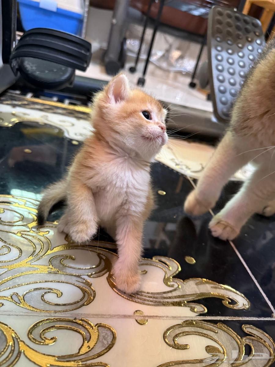 سكوتش قولد للبيع64510027161986112