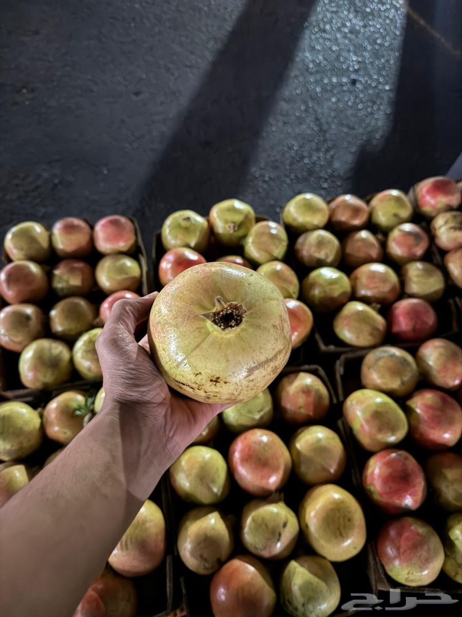 Al-Baha Pomegranate64626691074818110