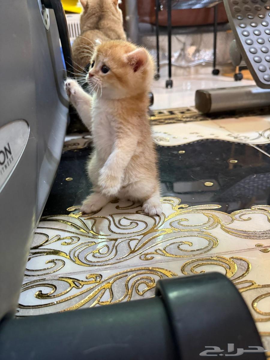 سكوتش قولد للبيع64510027161986111