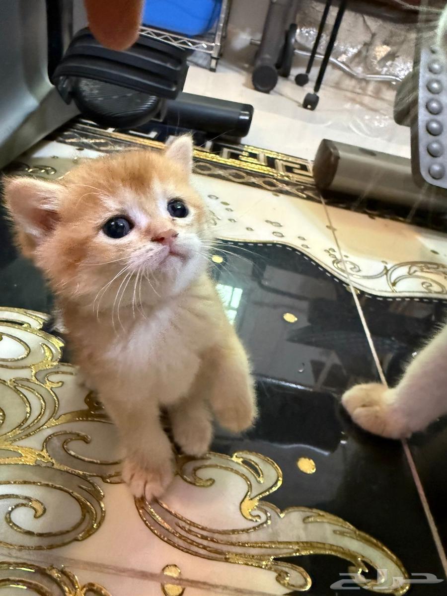 سكوتش قولد للبيع64510027161986113