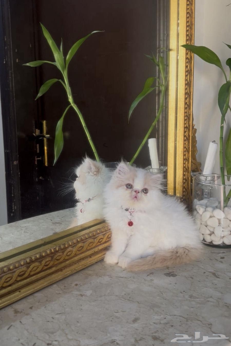 قطه بيرشن بيور64613068181122111