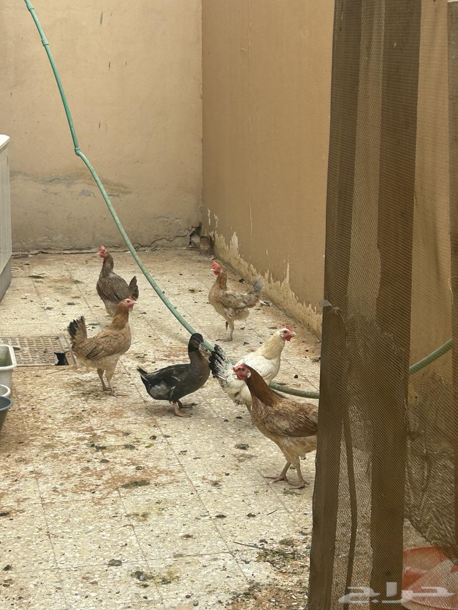 Duck and Chicken64623912256515113