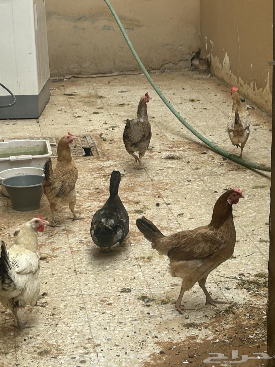 Duck and Chicken64623912256515110