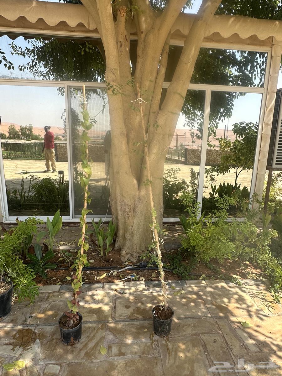 متسلقات ست الحسن البيضاء والزرقاء. وشاي أزرق للبيع64628891100674114