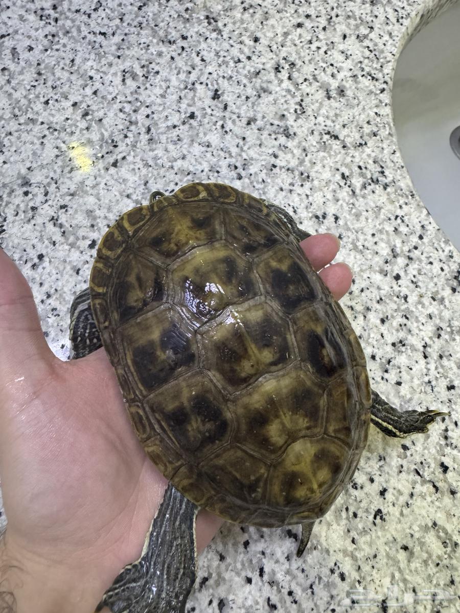 سلحفاة برمائية أنثى64629366481153110