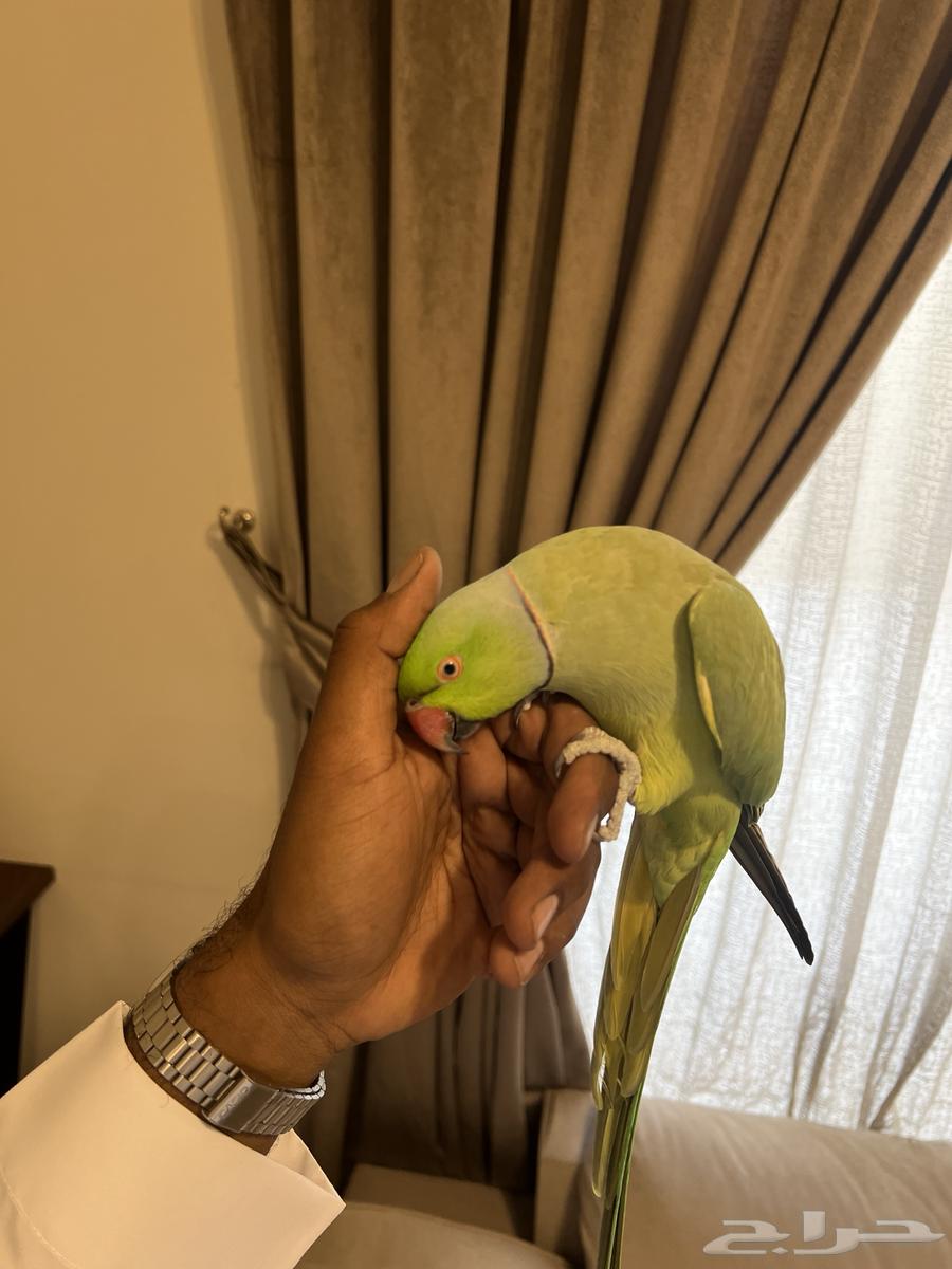 دره هندي ذكر اليف64626017673475111