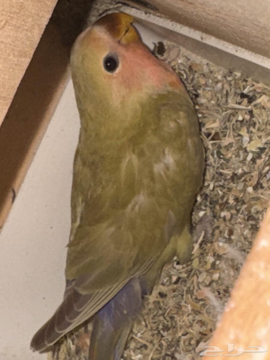 فروخ روز الوان مميزه64624720095489110