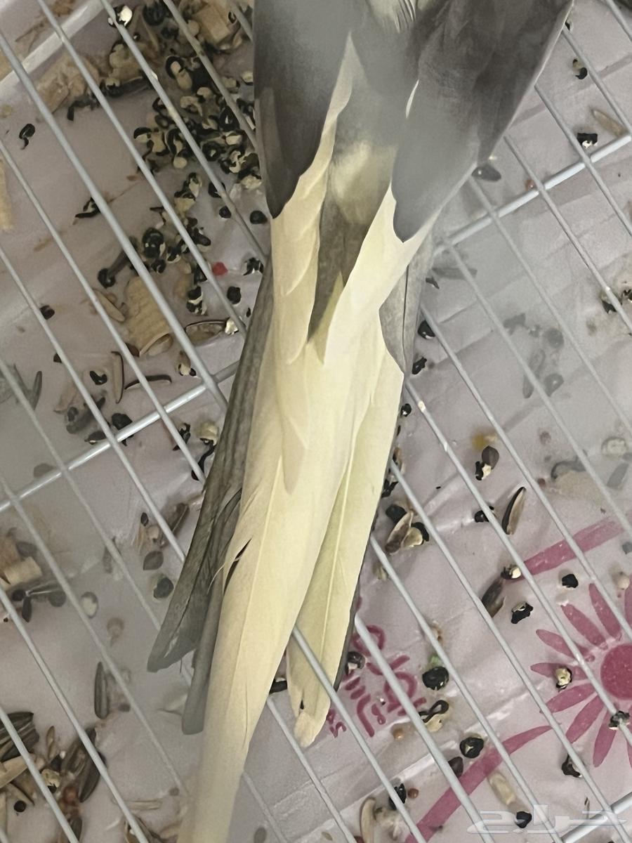 ذكر كروان طفرة فخمة(انتاج فقط) اقبل البدل64574706276867114