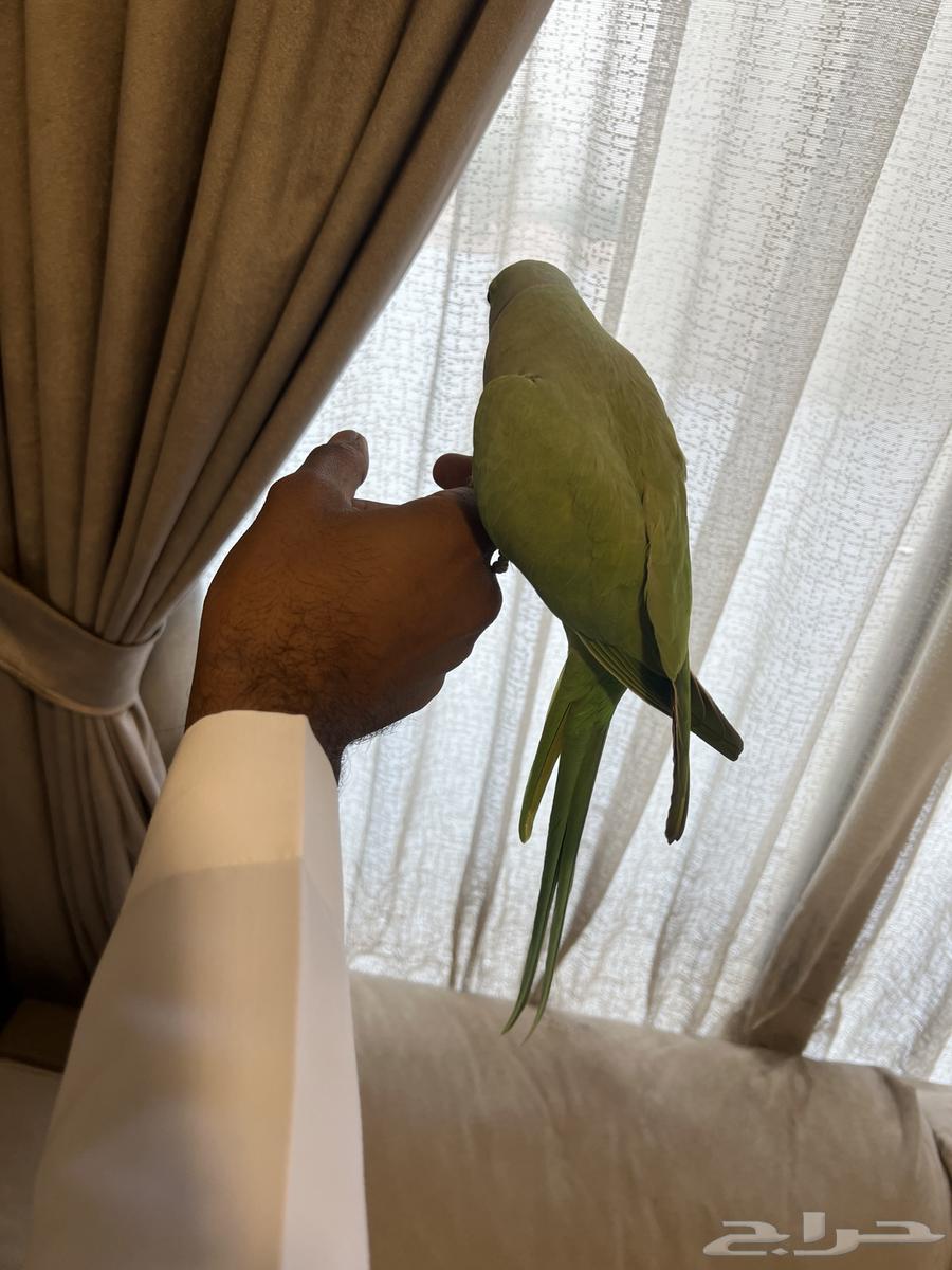 دره هندي ذكر اليف64626017673475113