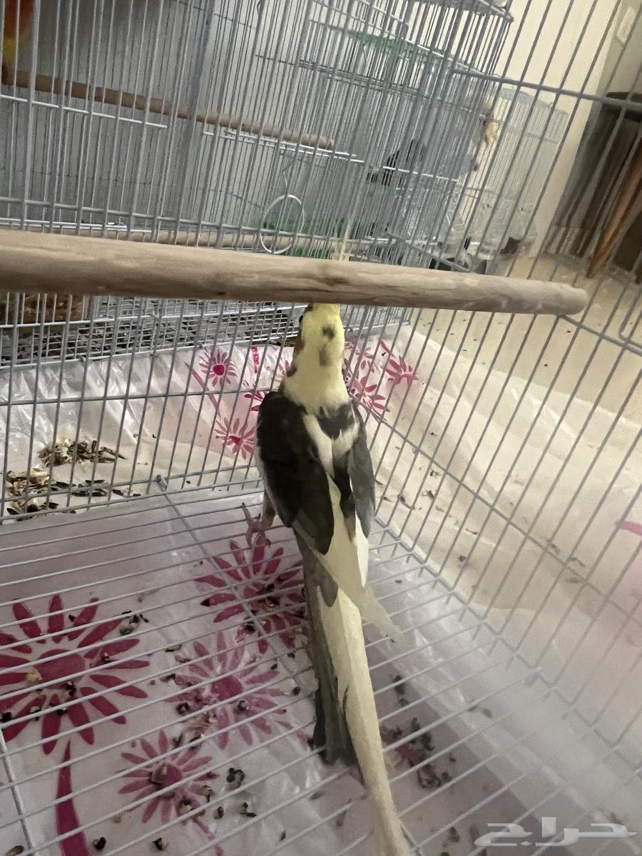 ذكر كروان طفرة فخمة(انتاج فقط) اقبل البدل64574706276867110