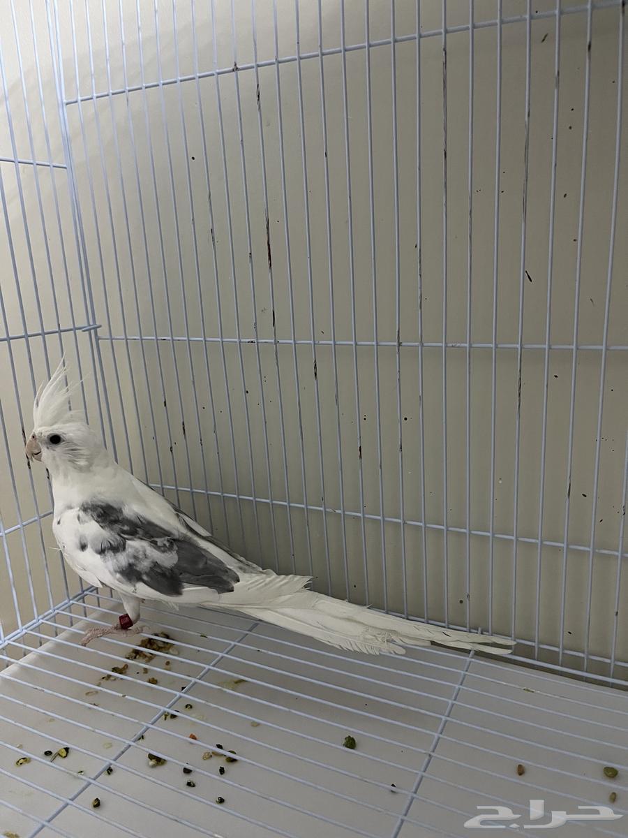 جوز كروان ( تم الببع )64622463013123112