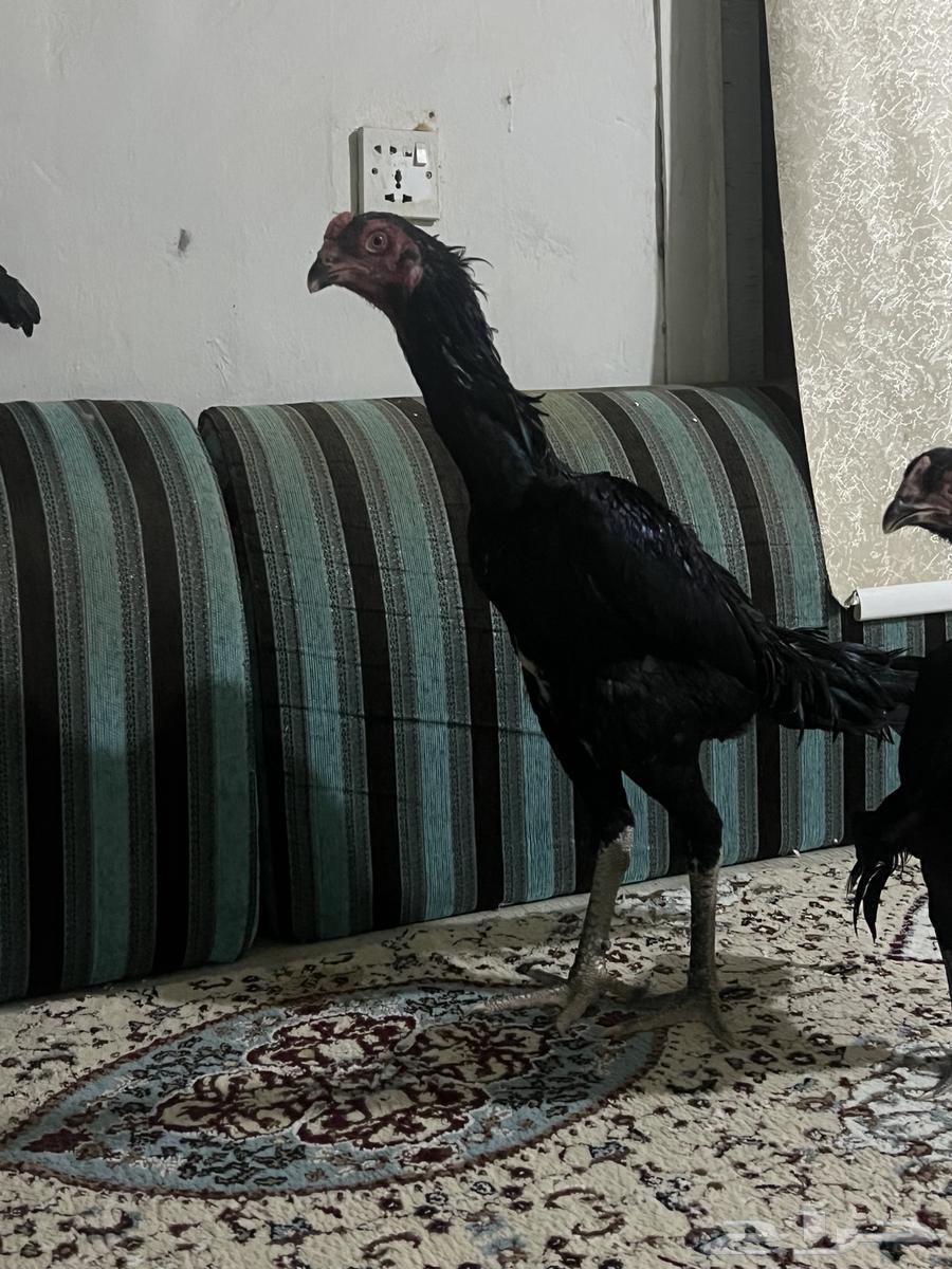 طقم دجاج شامو الماني مستوى طيب64634368903810111