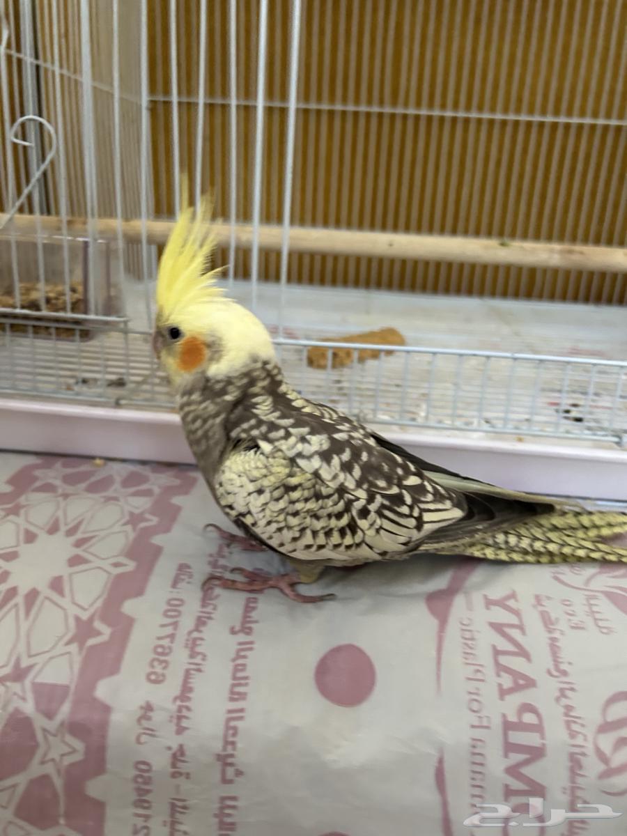 تم البيع كروان انثى اليفه هدد نشبة العمر 5 اشهر64626494162307111