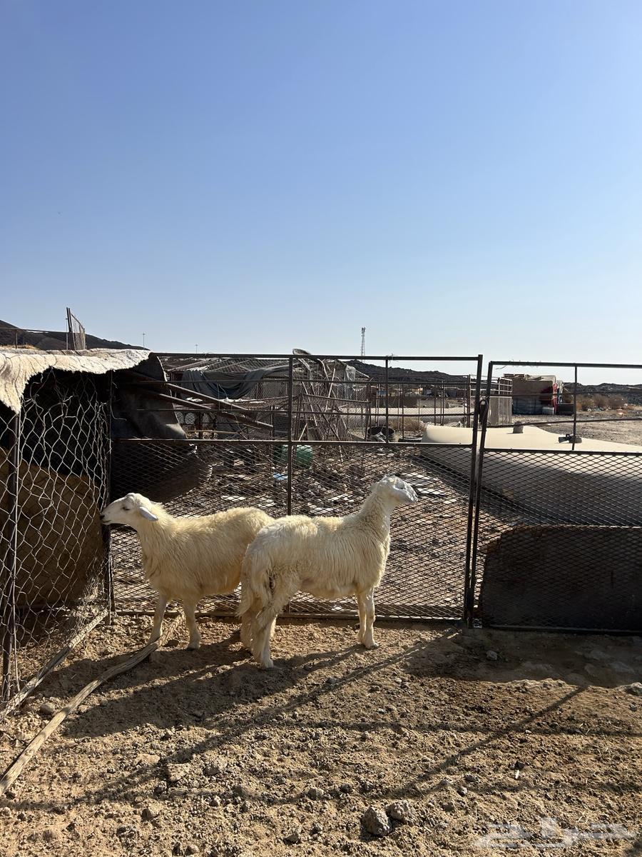 طليان ذبايح الحد ( 1180 ) تم البيع64626740684673111