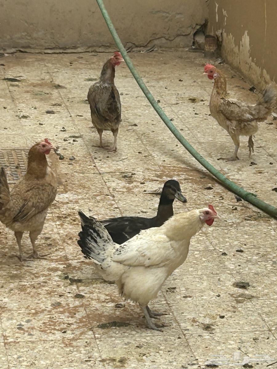 Duck and Chicken64623912256515114