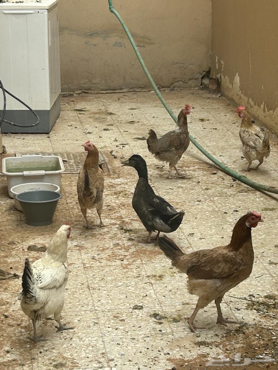 Duck and Chicken64623912256515111