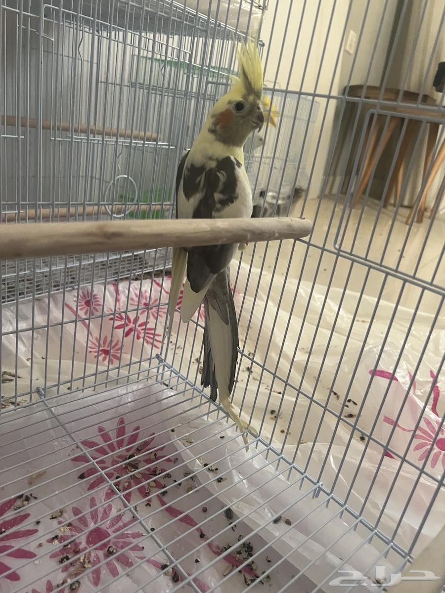 ذكر كروان طفرة فخمة(انتاج فقط) اقبل البدل64574706276867112