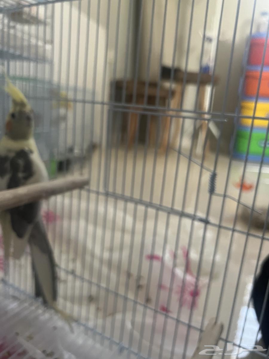 ذكر كروان طفرة فخمة(انتاج فقط) اقبل البدل64574706276867113