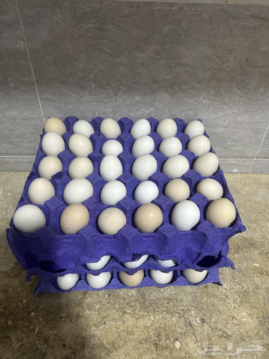 دجاج بياض لون واحد.64499731055361113
