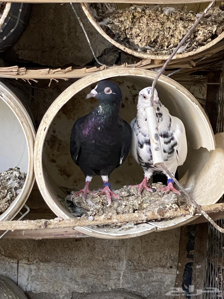 Mixed Pigeon Loft64635714828034112