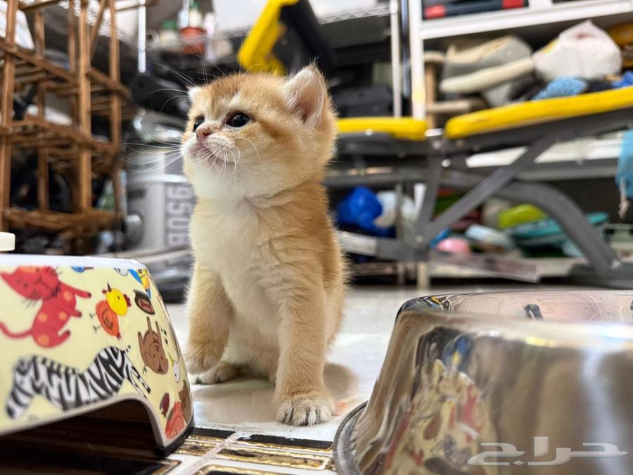 كيتن سكوتش ستريت بيور للبيع64610828873090112