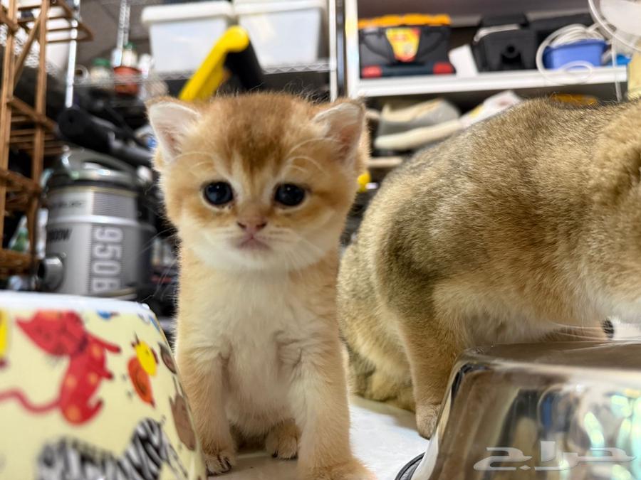 كيتن سكوتش ستريت بيور للبيع64610828873090111