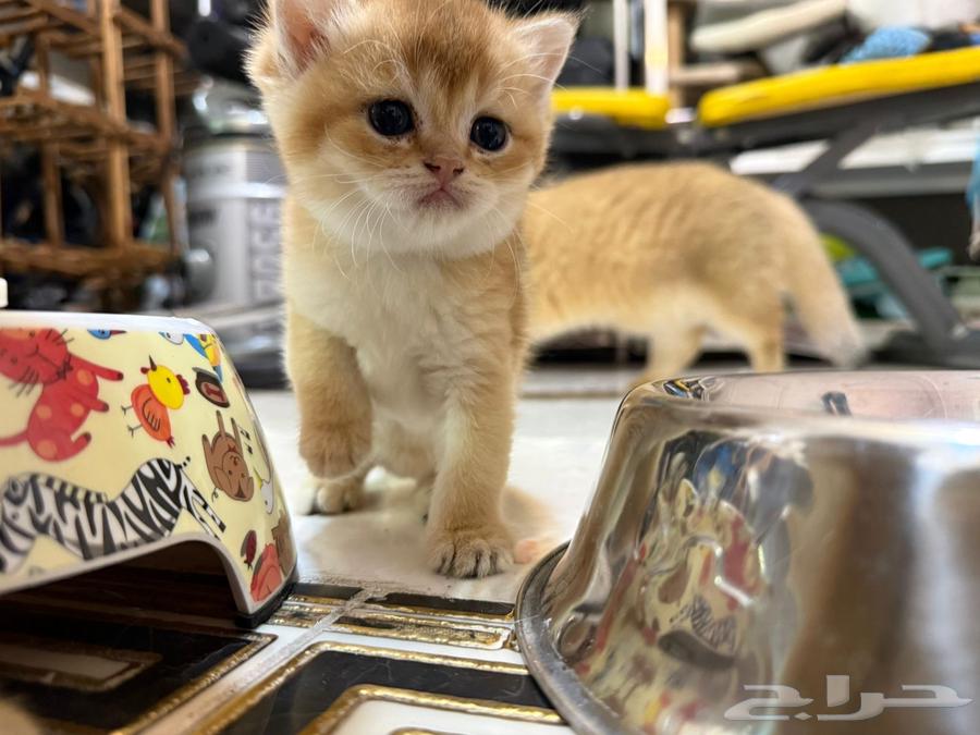 كيتن سكوتش ستريت بيور للبيع64610828873090113