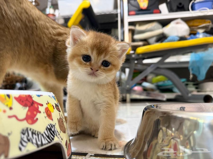 كيتن سكوتش ستريت بيور للبيع64610828873090110