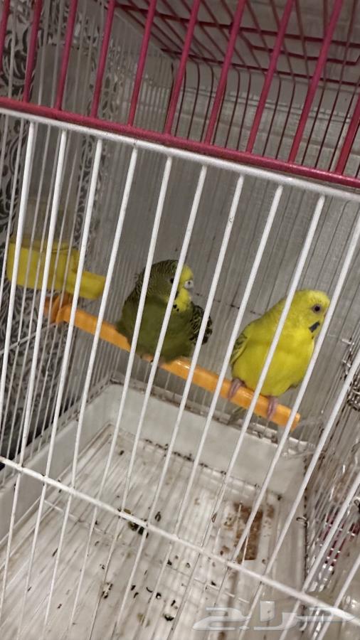 جوزين بادجي واناثي64627872855809114