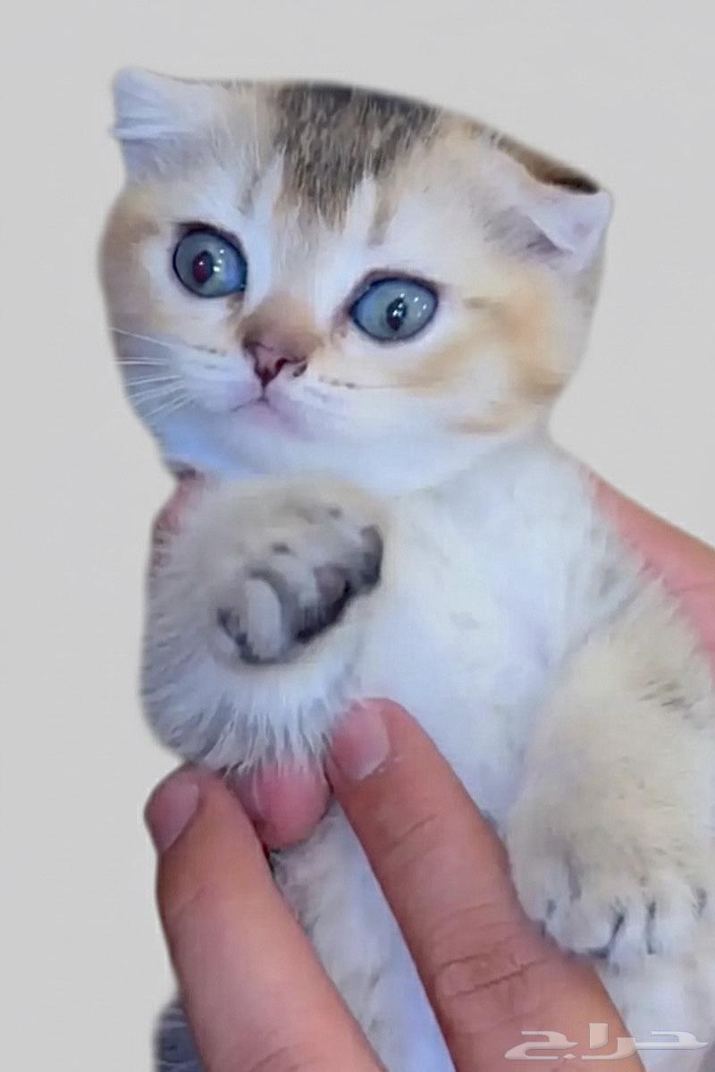 Scottish Fold Kitten Price Code64563785207810112