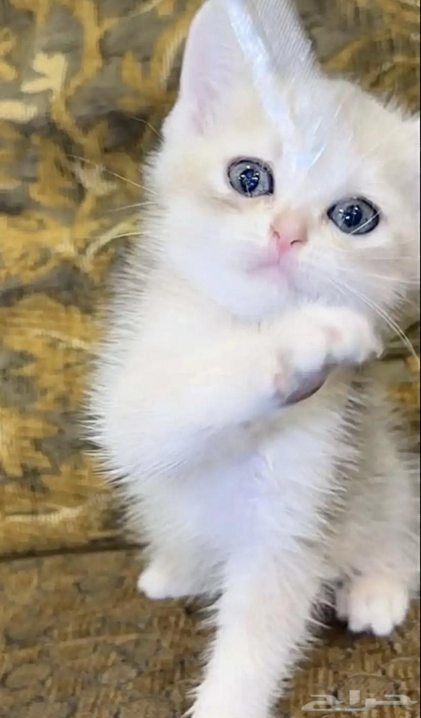 Scottish Fold Kitten Price Code64563785207810113