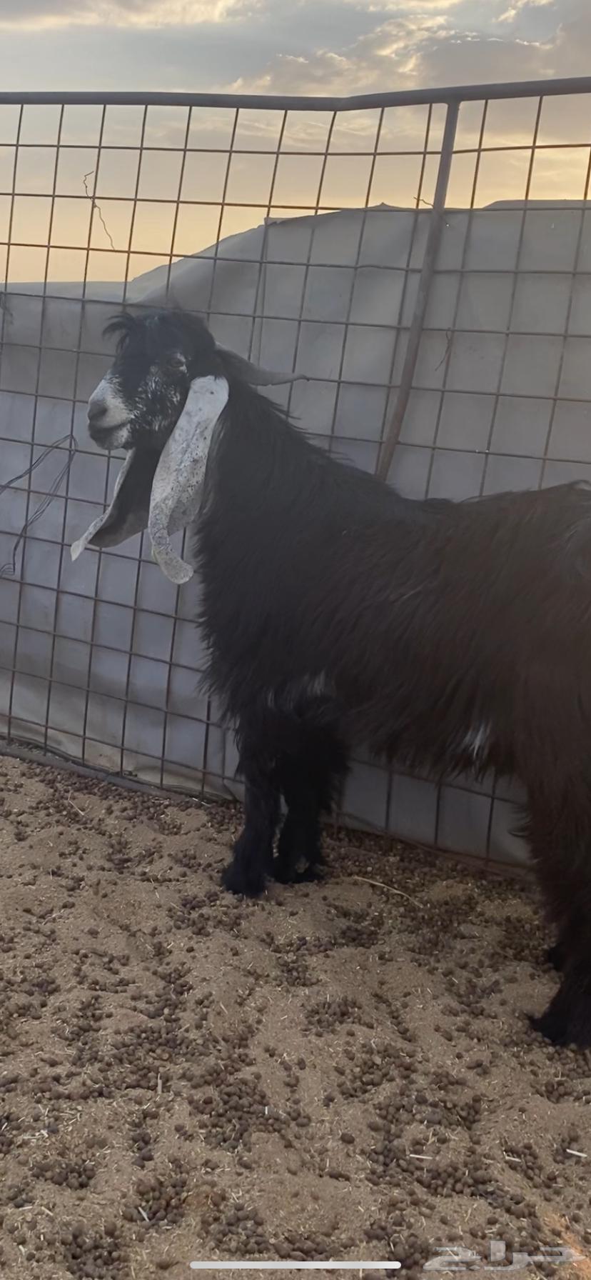 تيس فحل عارضي للبيع64628470294403111