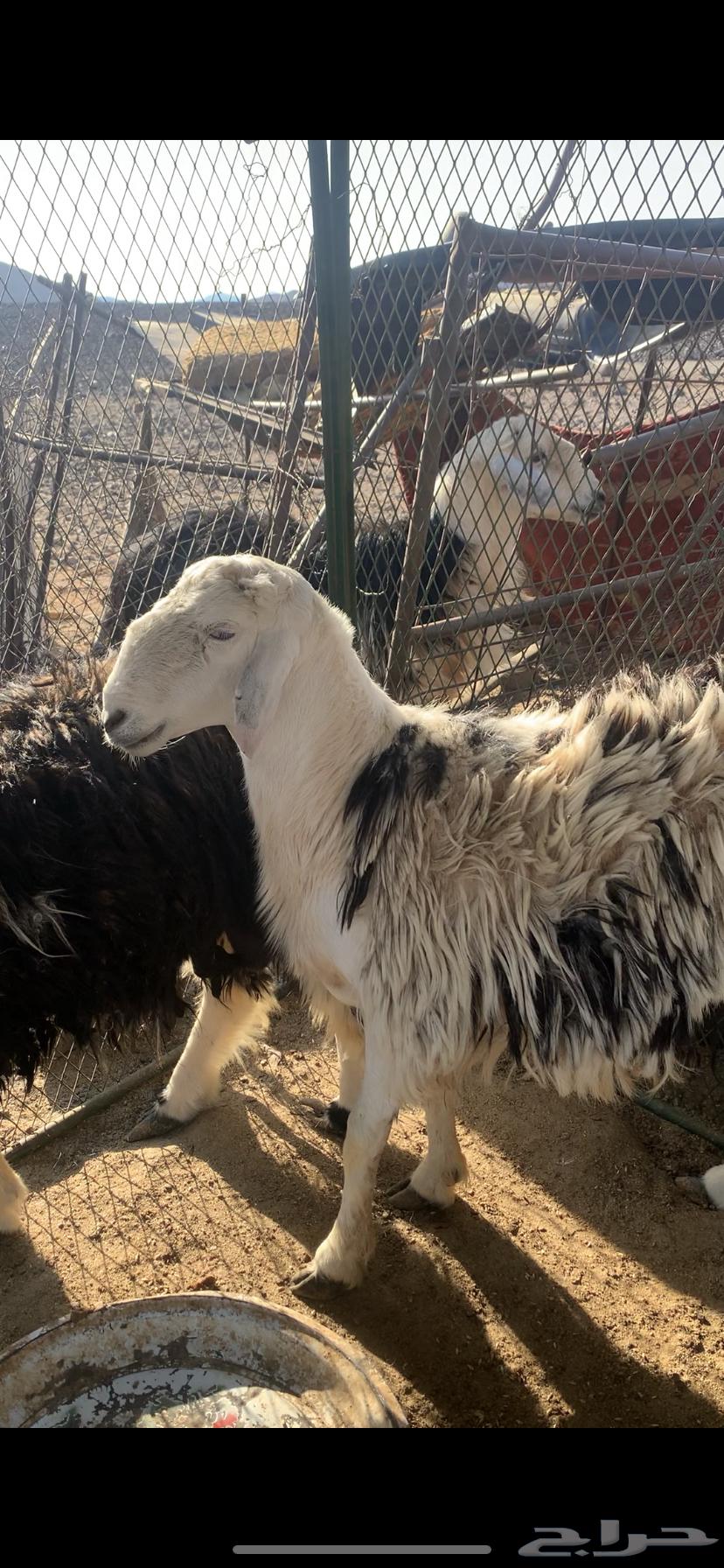 خرفان للبيع64628122033410111