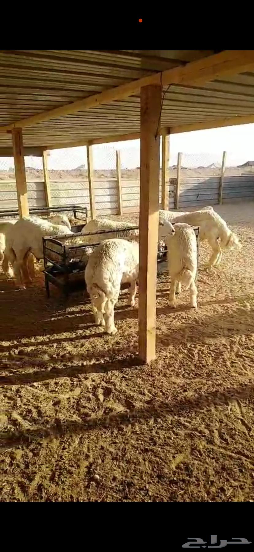 Fresh, High-Quality Slaughtered Sheep64624977540738111