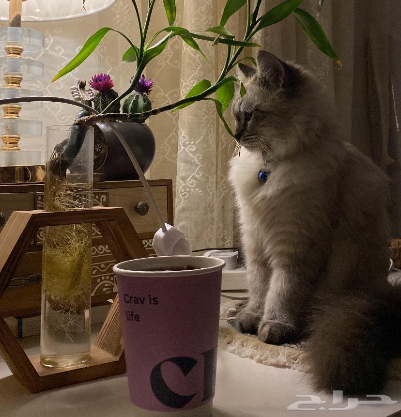 قط للبيع64630683947267113