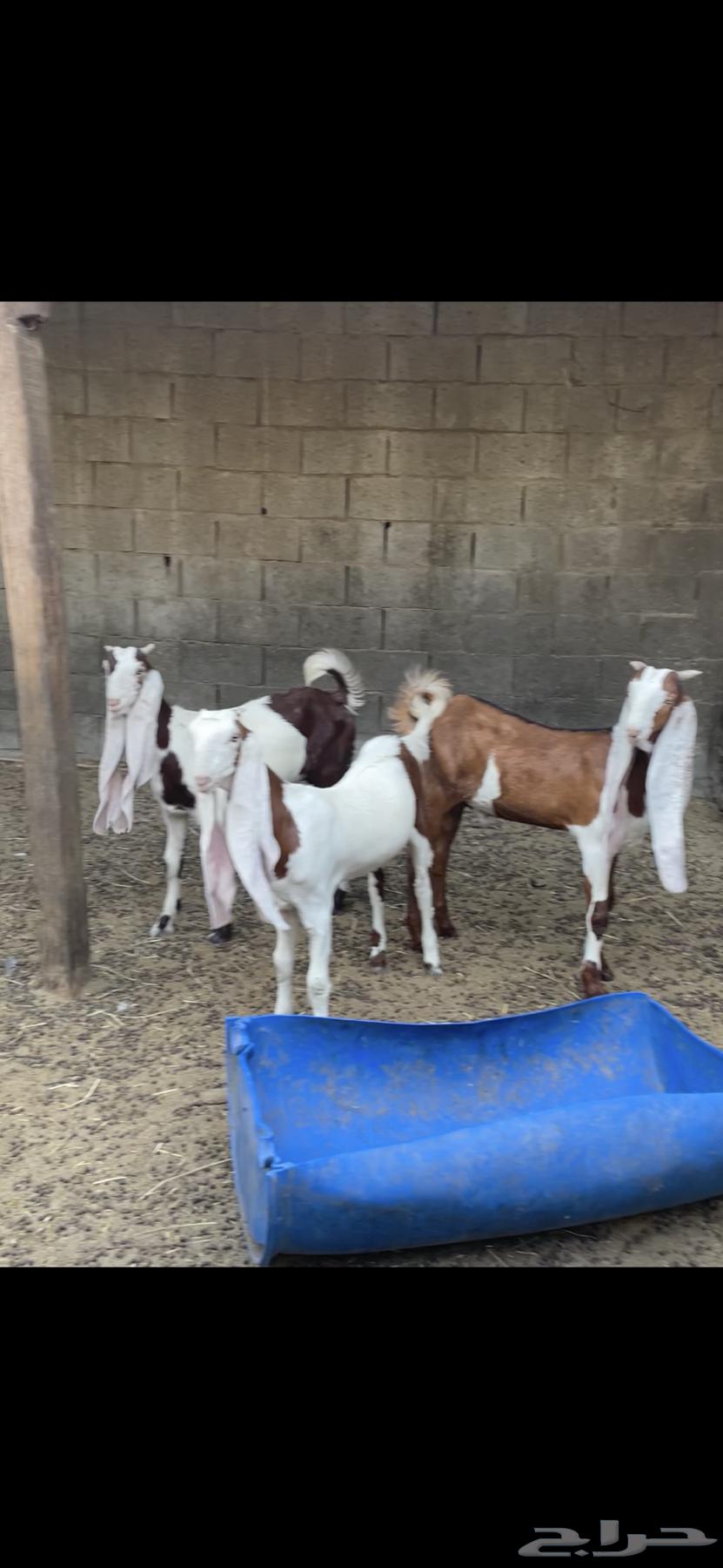 للبيع معزه هولندي64626396215427110