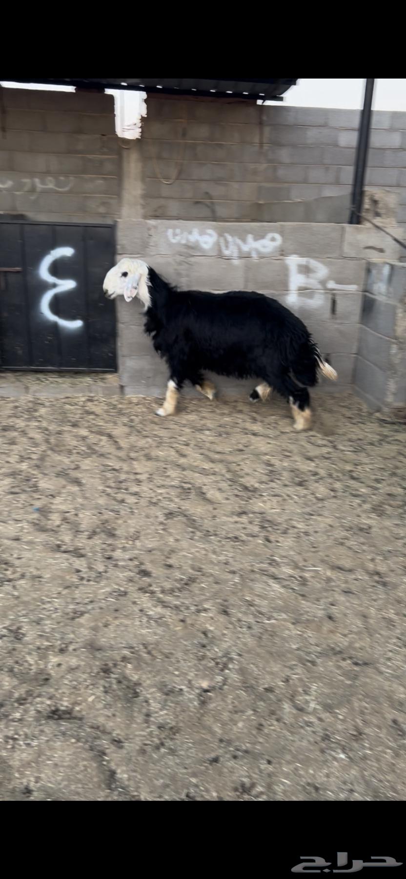 خروف نجدي. جذع. فل فل شحم البيع 2500 ريال64525053358210112